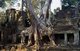 Cambodia: Tree roots envelop Preah Khan, Angkor