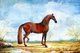 Spain/ Tunisia: A watercolor portrait of a Barb horse at a Spanish riding school.