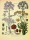 Iran: This illustration shows the flower, stems and roots of the asafoetida plant, species name 'Ferula scorodosma'.